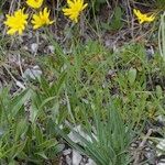 Hieracium bupleuroides Хабит