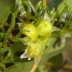 Cuscuta cephalanthi Fleur