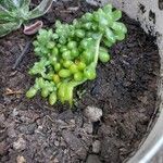 Sedum hernandezii Foglia
