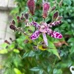 Tricyrtis hirtaFlor