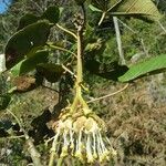 Dombeya cannabina Flor