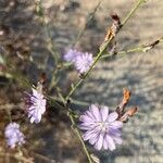 Stephanomeria diegensis Cvet