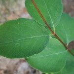 Lonicera canadensis Leaf