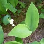 Convallaria majalis Leht