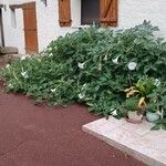 Datura innoxia Hábito