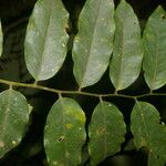 Dalbergia glomerata Leaf