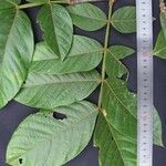 Inga sapindoides Otro