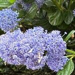 Ceanothus thyrsiflorus Flower