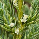 Juniperus squamata Flor