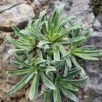 Saxifraga hostii Likasa