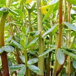 Peperomia inaequalifolia Leaf