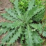 Cirsium vulgareBlad