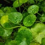 Hydrocotyle verticillataLeaf