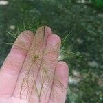 Myriophyllum verticillatum Hoja