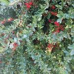 Ilex vomitoria List