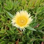 Carpobrotus edulisLeaf