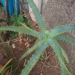 Aloe arborescens Leaf