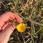 Calendula arvensisFlower