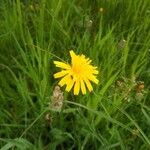 Scorzoneroides autumnalis Flower