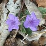 Ruellia humilis Kvet