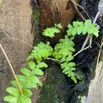 Asplenium platyneuron Foglia