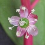 Phytolacca rivinoides 花