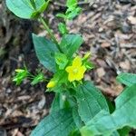 Ixanthus viscosus Flower