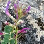 Astragalus monspessulanus Bloem