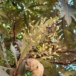 Bocconia integrifolia Fruit