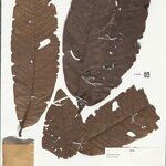 Guatteria megalophylla Leaf