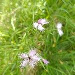 Dianthus hyssopifolius Blodyn