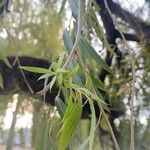 Salix × pendulina Fuelha