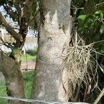 Lafoensia acuminata Corteza