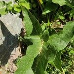 Arum dioscoridis Leaf