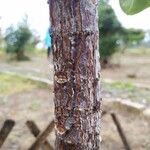 Ficus lutea Casca