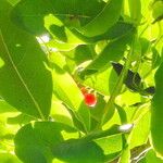 Bourreria petiolaris Leaf