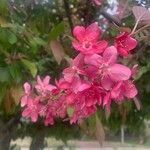 Malus floribunda Цветок