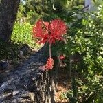 Hibiscus schizopetalus 花