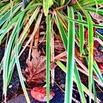 Carex morrowii Levél