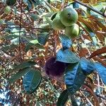 Chrysophyllum cainito Fruit