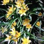 Tulipa sylvestris Hábito