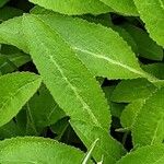 Campanula medium Leaf