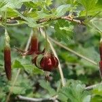 Ribes roezlii Flower