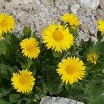 Doronicum grandiflorumFloro