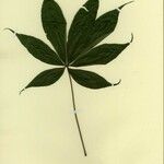 Ceiba pentandra 其他