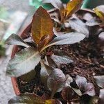 Lobelia cardinalis Feuille