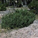 Juniperus scopulorum Hábito