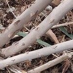 Asparagus retrofractus Bark