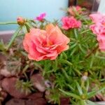 Portulaca pilosa Flors