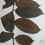 Zanthoxylum pentandrum Máis